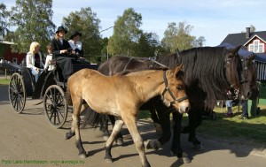 Bondens Dag - Rundtur med häst och vagn